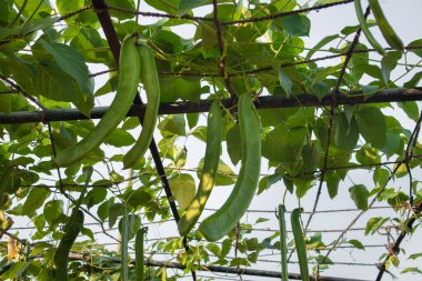 Tarım alanında bitkiler ve yeşil yaprak yetiştirme ekinleri