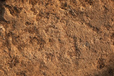 Tarım alanında bitkiler ve yeşil yaprak yetiştirme ekinleri