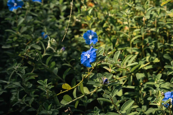 Bir tutam çiçek ve küçük bitkiler doğada