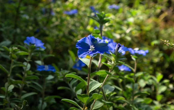 Bir tutam çiçek ve küçük bitkiler doğada