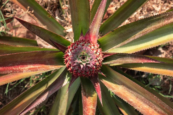 Tarım alanında bitkiler ve yeşil yaprak ekimi