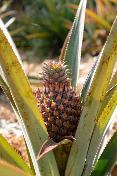 Tarım alanında bitkiler ve yeşil yaprak ekimi