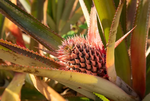 Tarım alanında bitkiler ve yeşil yaprak ekimi