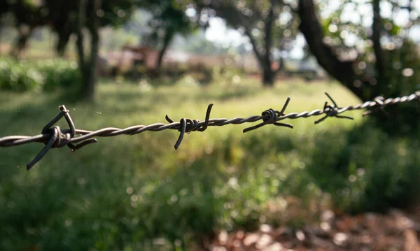 Bulanık arkaplana yakın dikenli tel görüntüsü