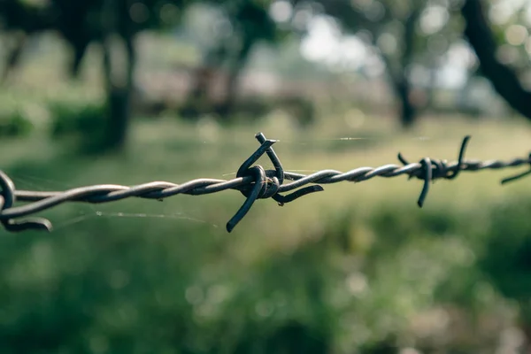 Bulanık arkaplana yakın dikenli tel görüntüsü