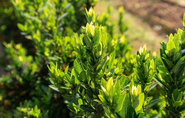 Doğal yeşil dallar yapraklar ve bitkiler doğada