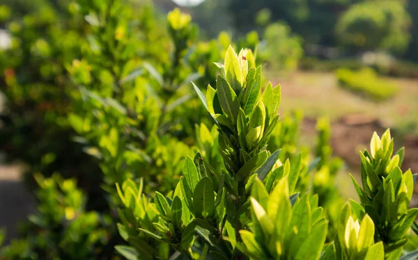 Doğal yeşil dallar yapraklar ve bitkiler doğada