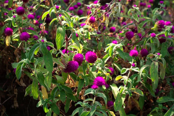 Bir tutam çiçek ve küçük bitkiler doğada