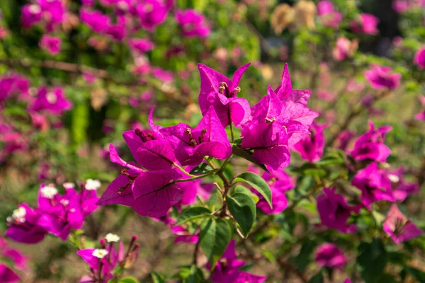 Bir tutam çiçek ve küçük bitkiler doğada