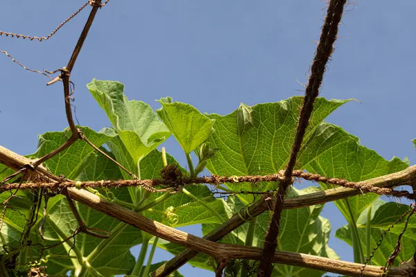 Tarım alanında bitkiler ve yeşil yaprak ekimi