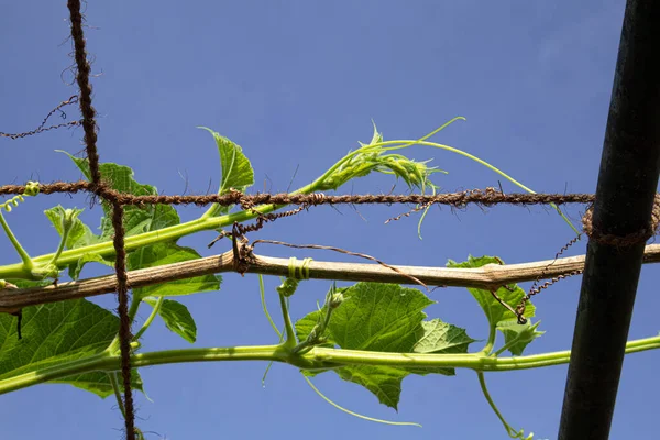 Tarım alanında bitkiler ve yeşil yaprak ekimi