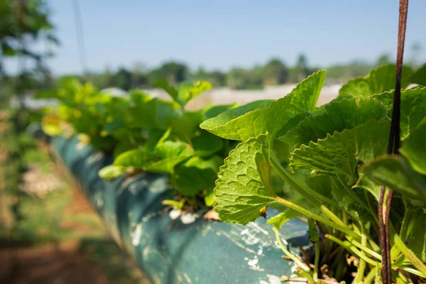 Tarım alanında bitkiler ve yeşil yaprak ekimi