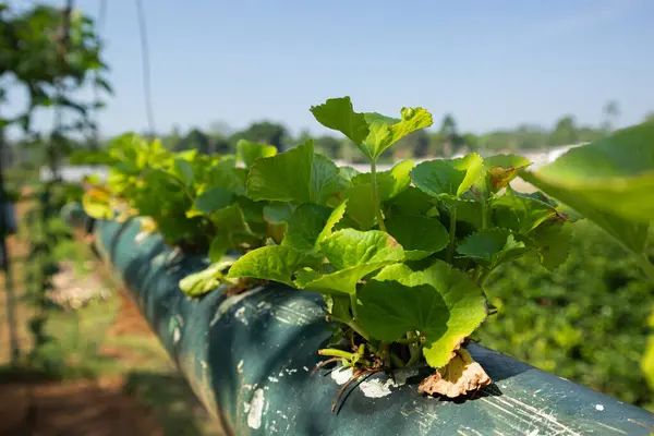 Tarım alanında bitkiler ve yeşil yaprak ekimi
