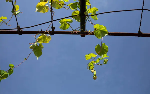 Tarım alanında bitkiler ve yeşil yaprak ekimi
