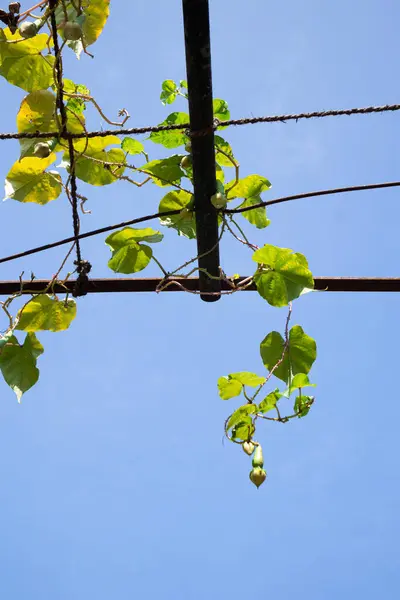 Tarım alanında bitkiler ve yeşil yaprak ekimi