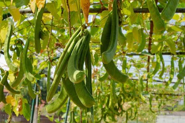 Tarım alanında bitkiler ve yeşil yaprak ekimi