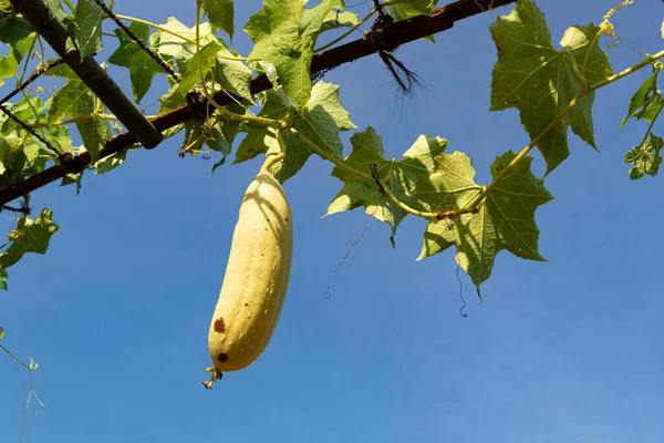Tarım alanında bitkiler ve yeşil yaprak ekimi