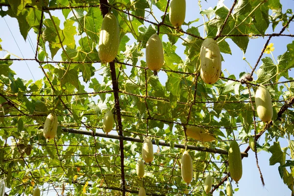 Tarım alanında bitkiler ve yeşil yaprak ekimi
