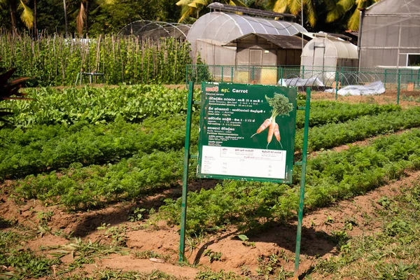 Tarım alanında bitkiler ve yeşil yaprak ekimi