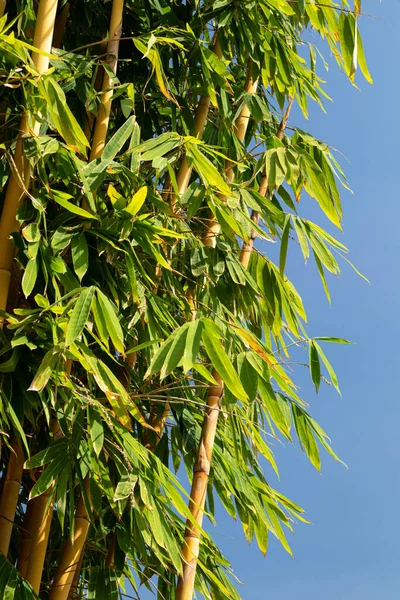 Doğa parkında taze sarı ve yeşil bambu ağacı