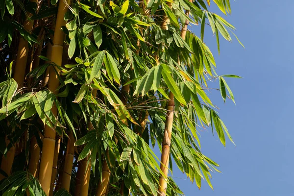 Doğa parkında taze sarı ve yeşil bambu ağacı