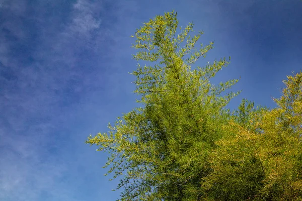 Doğa parkında taze sarı ve yeşil bambu ağacı