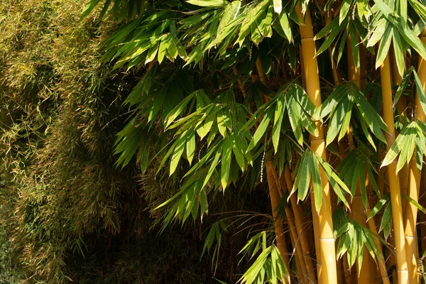 Doğa parkında taze sarı ve yeşil bambu ağacı