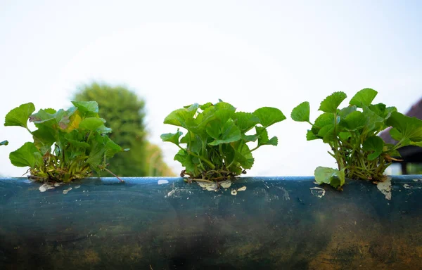Tarım alanında bitkiler ve yeşil yaprak ekimi