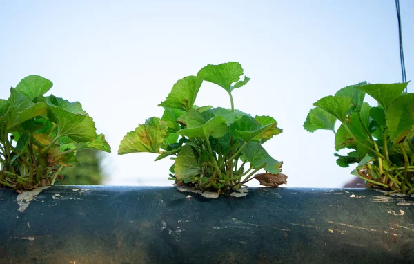 Tarım alanında bitkiler ve yeşil yaprak ekimi