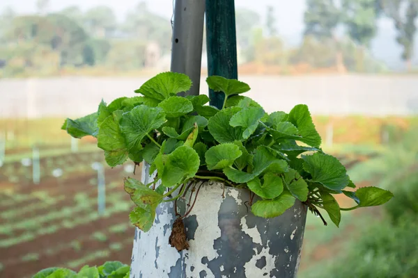 Tarım alanında bitkiler ve yeşil yaprak ekimi