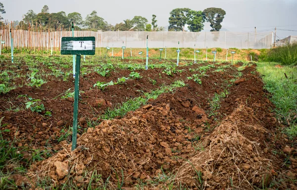 Tarım alanında bitkiler ve yeşil yaprak ekimi