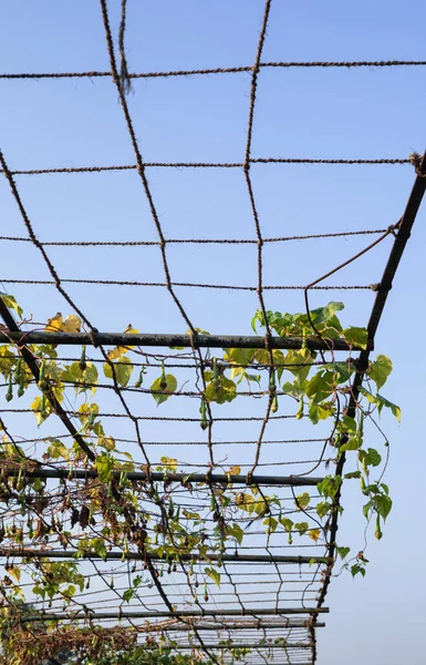 Tarım alanında bitkiler ve yeşil yaprak ekimi