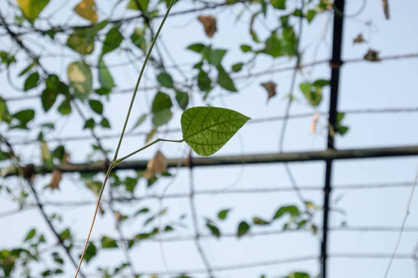 Tarım alanında bitkiler ve yeşil yaprak ekimi
