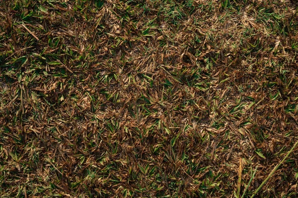 Çimen ve yaprak arkaplan desen fotoğrafı