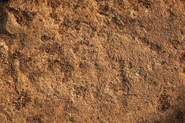 Tarım alanında bitkiler ve yeşil yaprak yetiştirme ekinleri