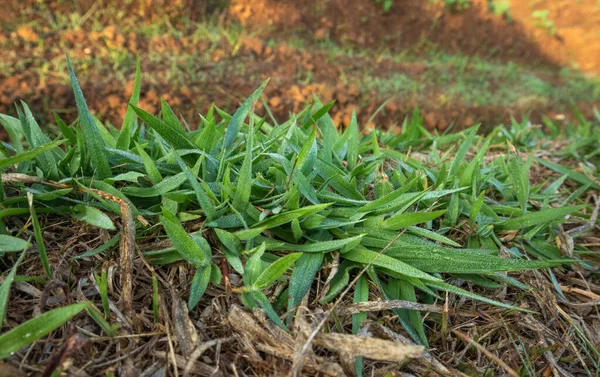 Tarım alanında bitkiler ve yeşil yaprak yetiştirme ekinleri