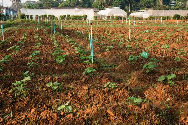 Tarım alanında bitkiler ve yeşil yaprak yetiştirme ekinleri