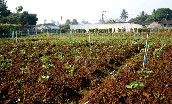 Tarım alanında bitkiler ve yeşil yaprak ekimi