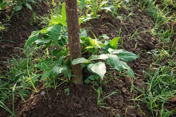 Tarım alanında bitkiler ve yeşil yaprak yetiştirme ekinleri