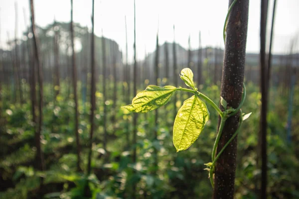 Tarım alanında bitkiler ve yeşil yaprak yetiştirme ekinleri