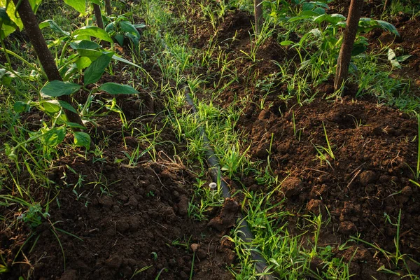 Tarım alanında bitkiler ve yeşil yaprak yetiştirme ekinleri
