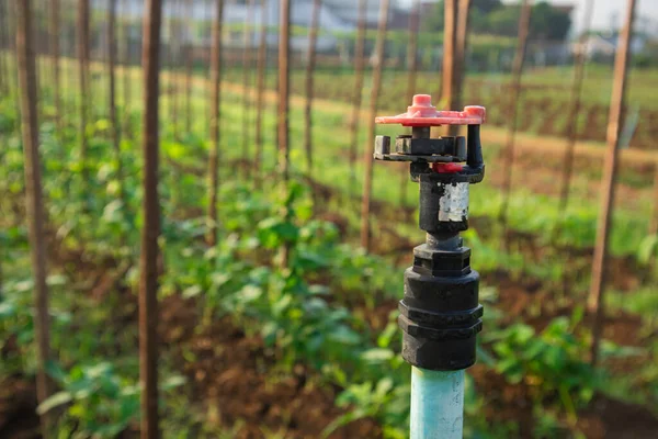 Tarım alanında bitkiler ve yeşil yaprak yetiştirme ekinleri