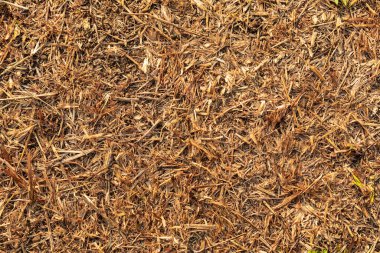 Tarım alanında bitkiler ve yeşil yaprak yetiştirme ekinleri