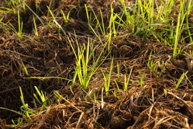 Tarım alanında bitkiler ve yeşil yaprak yetiştirme ekinleri