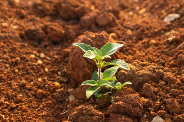 Tarım alanında bitkiler ve yeşil yaprak yetiştirme ekinleri