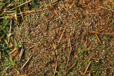 Çimen ve yaprak arkaplan desen fotoğrafı