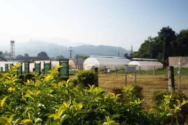 Tarım alanında bitkiler ve yeşil yaprak ekimi