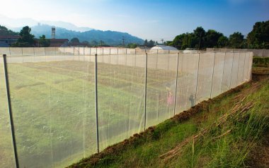 Tarım alanında bitkiler ve yeşil yaprak yetiştirme ekinleri