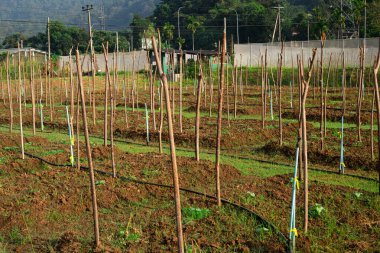Tarım alanında bitkiler ve yeşil yaprak ekimi