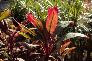 Doğal yeşil dallar yapraklar ve bitkiler doğada